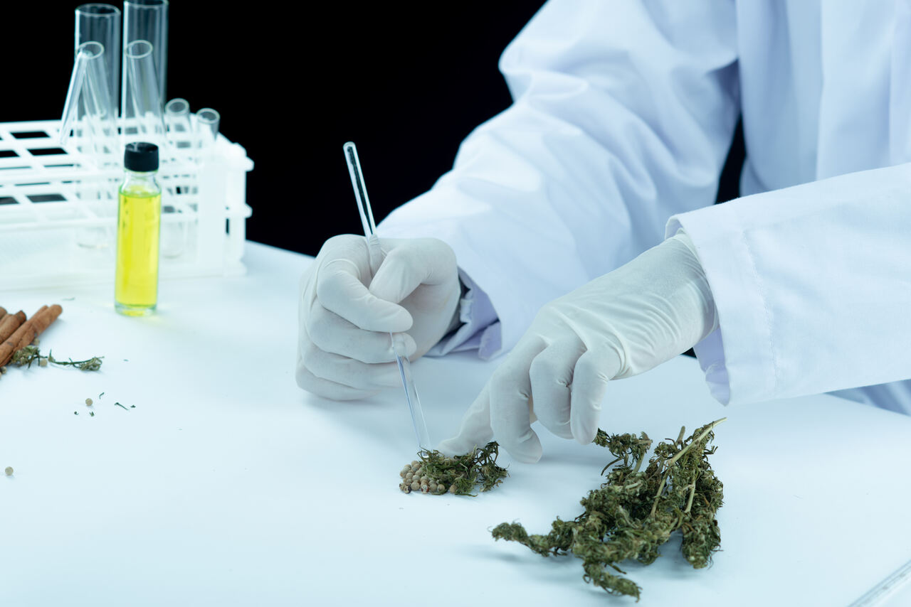 Contabilidade Para Indústria Da Cannabis